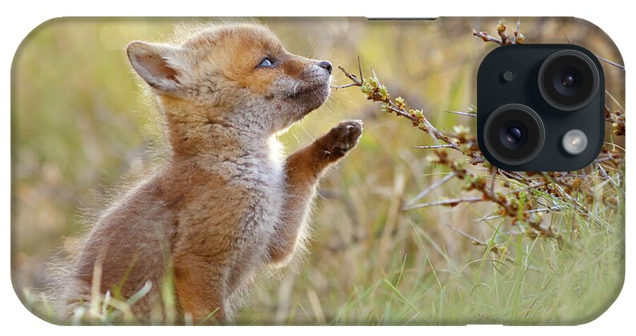 Fox iPhone Case featuring the photograph Cute Overload Series - Curious Fox Kit by Roeselien Raimond