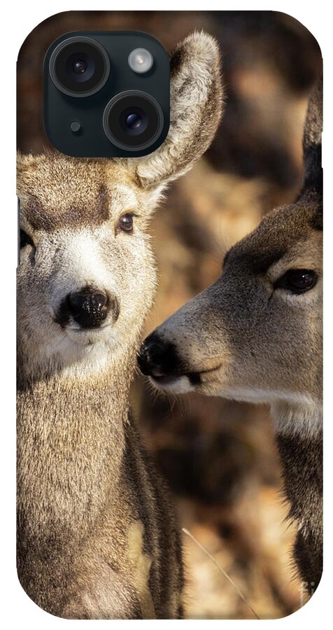 Deer iPhone Case featuring the photograph Cute Pair of Mule Deer by Steven Krull