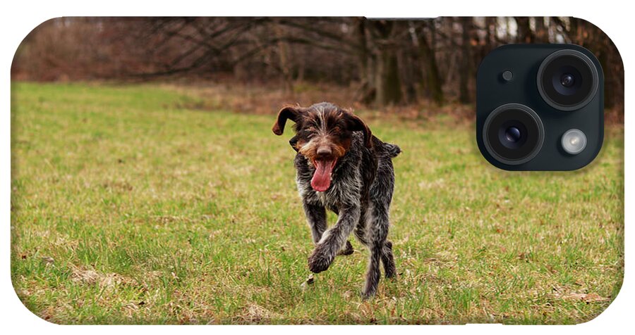 Bohemian Wire iPhone Case featuring the photograph Czech pointer enjoys her freedom in wild nature after leaves the yard. Hunting dog with funny expression in meadow. by Vaclav Sonnek