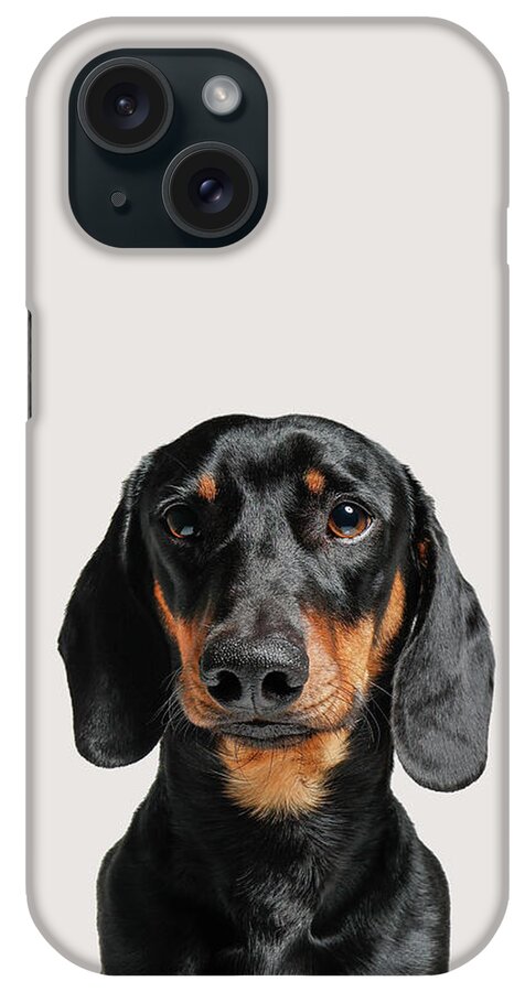 Dachshund iPhone Case featuring the photograph Dachshund Dog Portrait by Zoltan Toth
