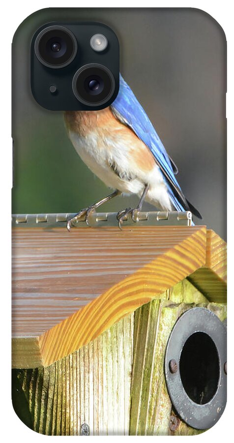 Bluebird iPhone Case featuring the photograph Dad Brings Breakfast by Jerry Griffin