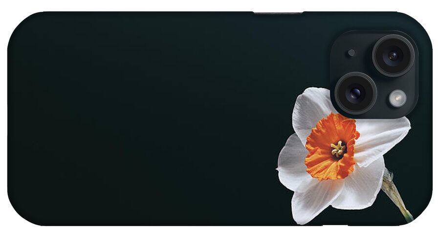 Daffodil iPhone Case featuring the photograph Daffodil on Black by Scott Norris