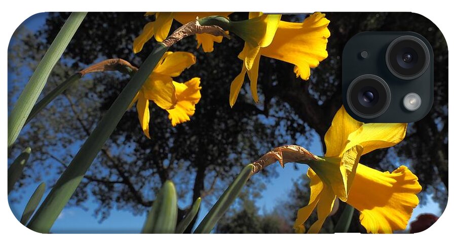  Spring iPhone Case featuring the photograph Daffodil Yellow by Richard Thomas