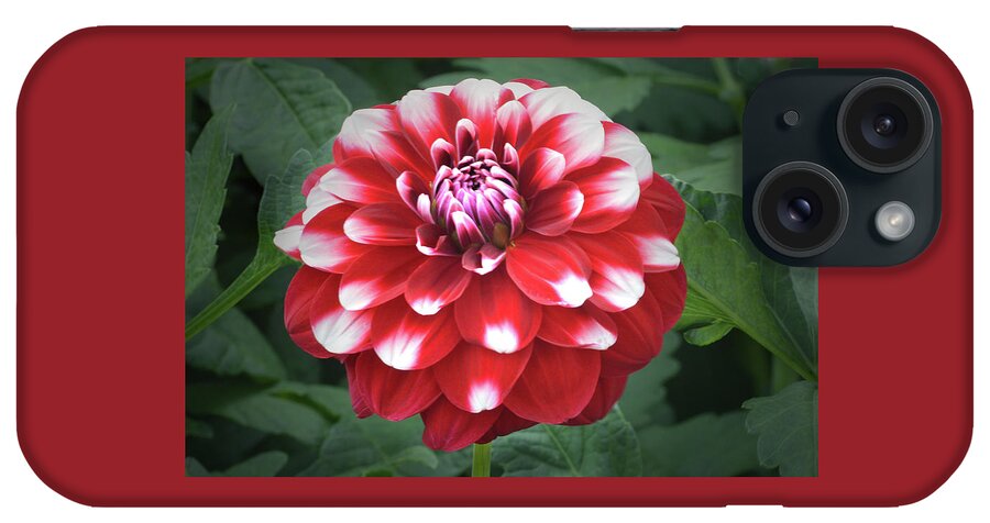 Dahlia iPhone Case featuring the photograph Dahlia Checkers by Terence Davis