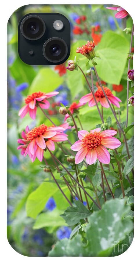 Dahlia iPhone Case featuring the photograph Dahlia Totally Tangerine Flowers in an English Garden by Tim Gainey