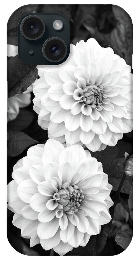 Flower iPhone Case featuring the photograph Dahlias by Tanya C Smith