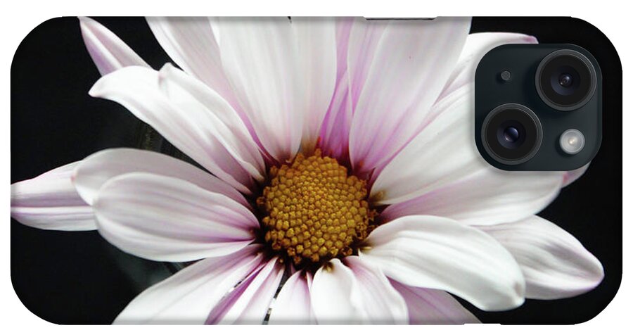 Daisy iPhone Case featuring the photograph Daisy of the Day by Rita Brown