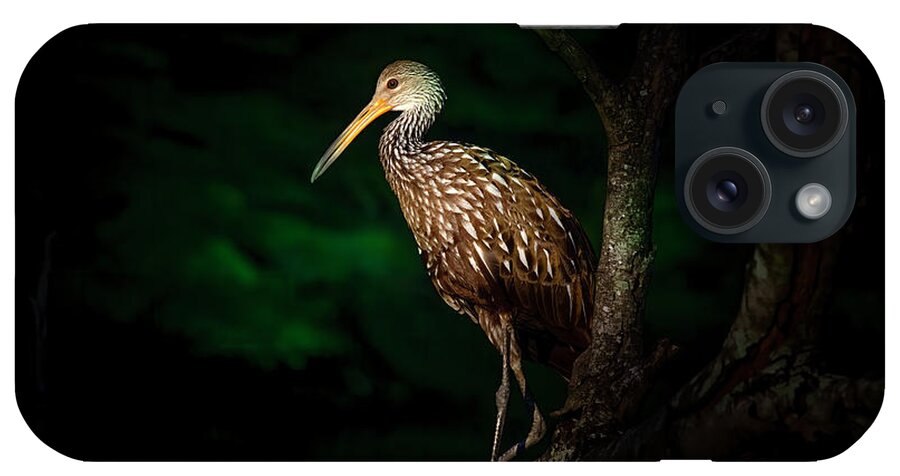 Limpkin iPhone Case featuring the photograph Dark Forest Limpkin by Mark Andrew Thomas