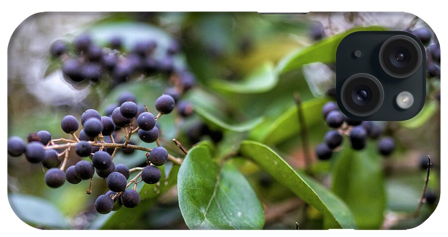 Chinese Privet iPhone Case featuring the photograph Dark Purple Chinese Privet Berries by Kathy Clark
