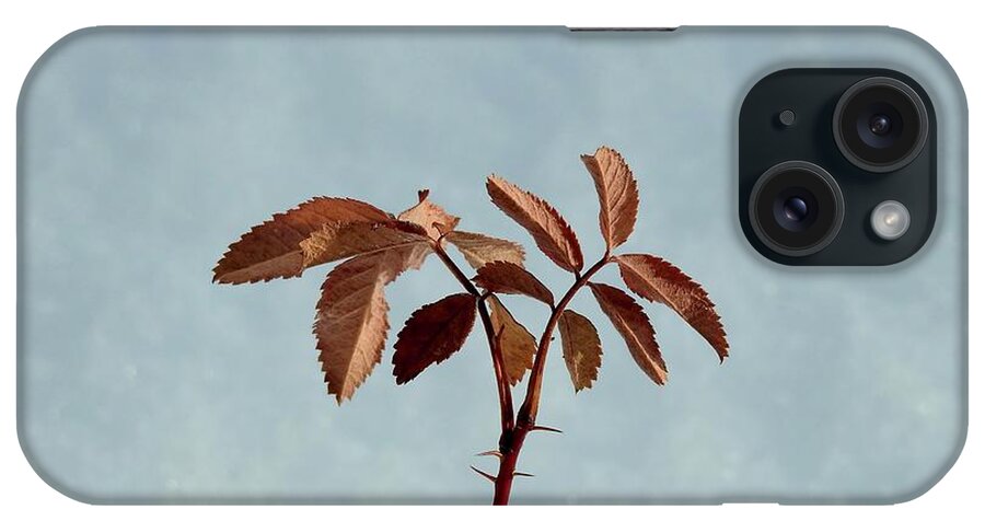  iPhone Case featuring the photograph December rose by Nicola Finch