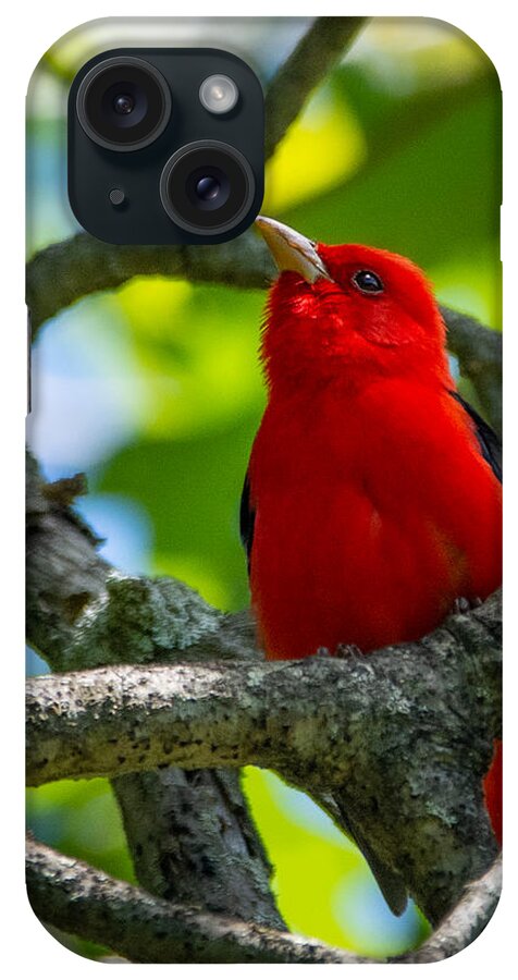 Bird iPhone Case featuring the photograph Decked out in Scarlet by Linda Bonaccorsi