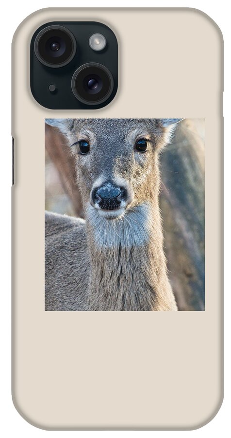 Nature iPhone Case featuring the photograph Deer Closeup by Judy Cuddehe