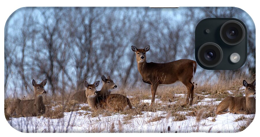 Deer iPhone Case featuring the photograph Deer Resting by Flinn Hackett