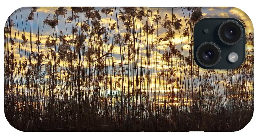 Reeds iPhone Case featuring the photograph Delicate Natural Fencing at the Water's Edge as Evening Approaches by Linda Stern