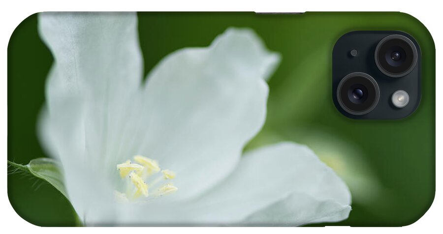 Bloom iPhone Case featuring the photograph Delicate White Blossom by Nancy Gleason