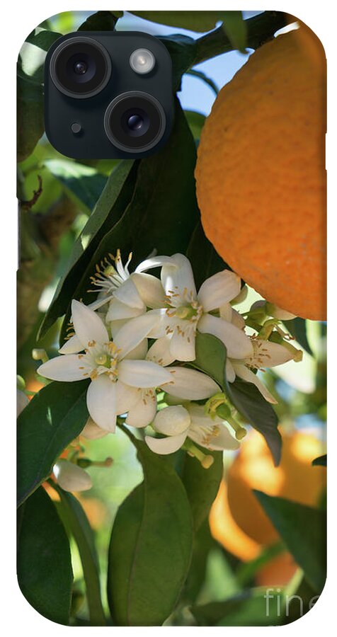 Orange Blossom iPhone Case featuring the photograph White orange blossoms and ripe fruits, orange blossom in Spain by Adriana Mueller