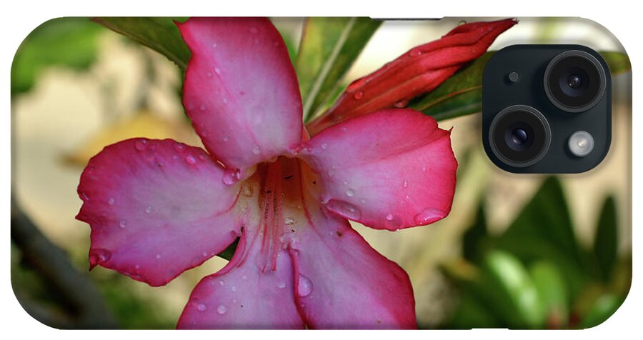 Desert Rose iPhone Case featuring the photograph Desert Rose in Rain by Mini Arora