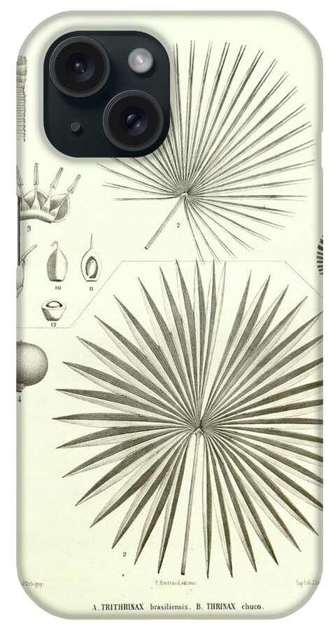 Details iPhone Case featuring the photograph details of Palm tree parts u9 by Botany
