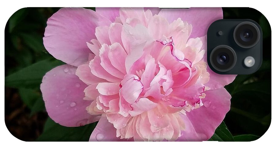 Peony iPhone Case featuring the photograph Dew Drops on Pink Peony by Amanda Rae