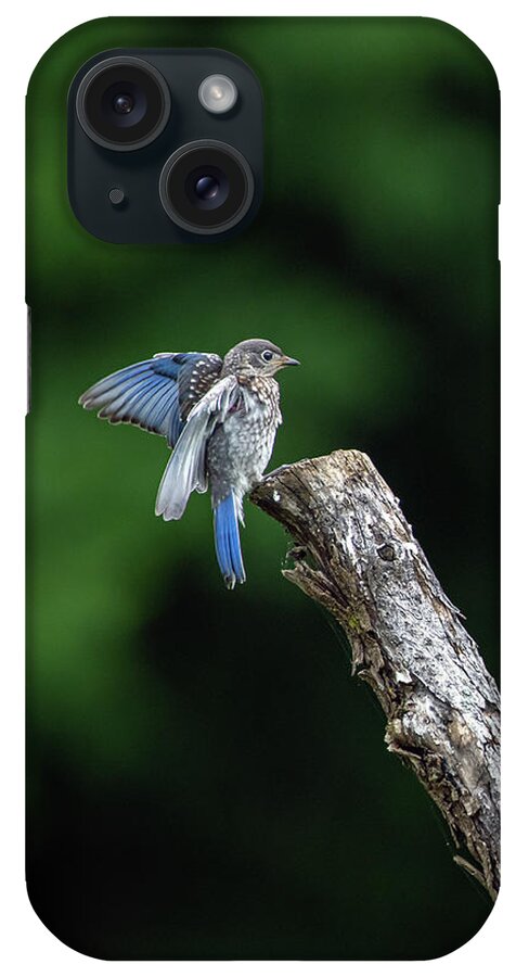 Blue Ridge Parkway iPhone Case featuring the photograph Discovering Flight by Robert J Wagner