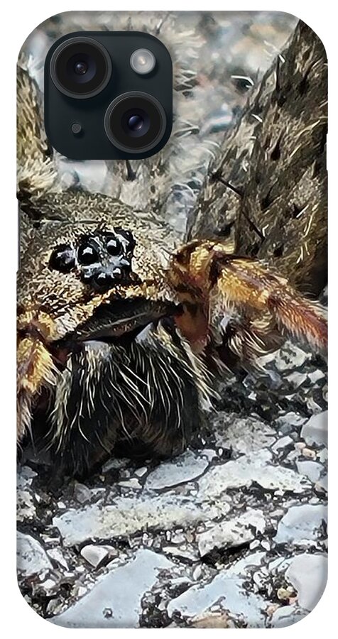 Fishing Spider iPhone Case featuring the photograph Dolomedes Tenebrosus by Ally White