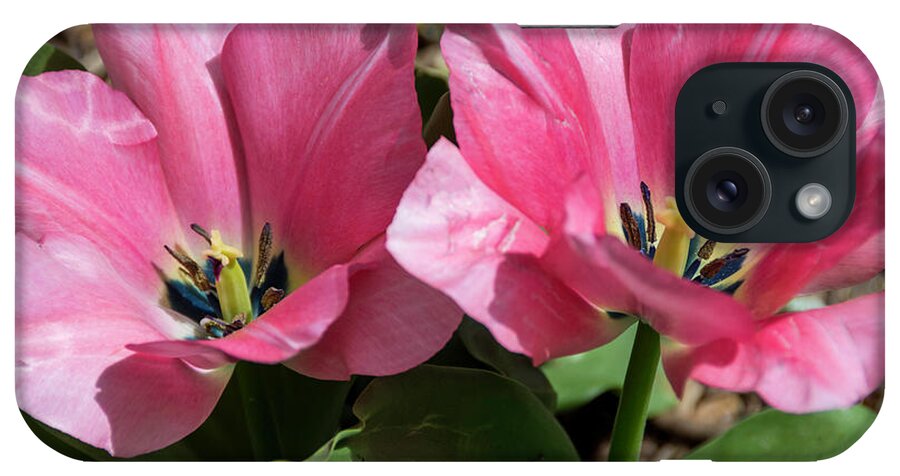 Debra Martz iPhone Case featuring the photograph Double Pink Tulips by Debra Martz