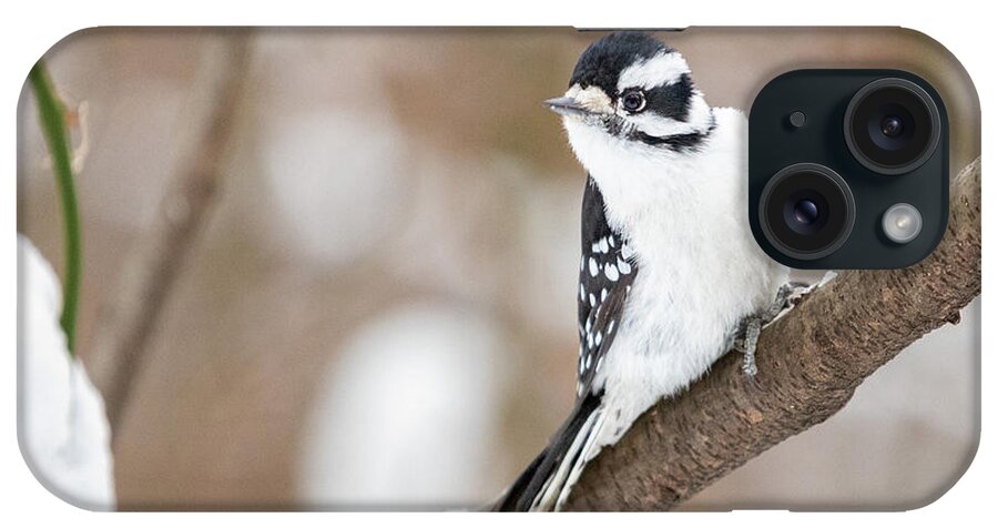 Downy Woodpecker iPhone Case featuring the photograph Downy in the Snow I by Alyssa Tumale