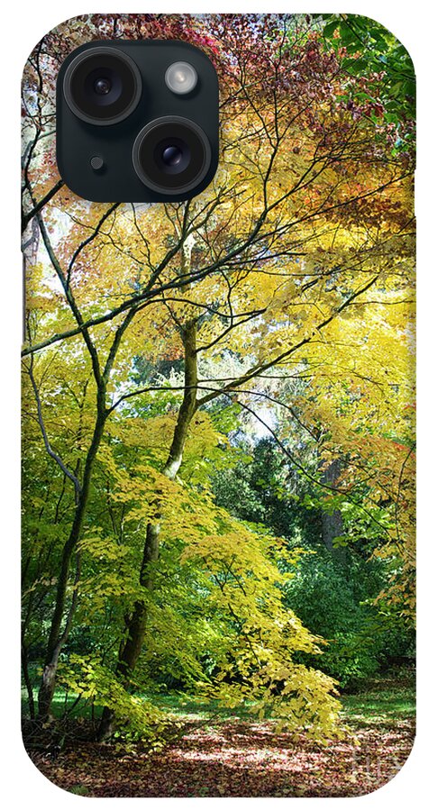 Acer iPhone Case featuring the photograph Downy Japanese Maple Tree in the Fall by Tim Gainey