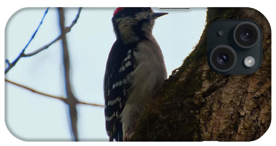 Downy Woodpecker iPhone Case featuring the photograph Downy woodpecker listening by Flees Photos