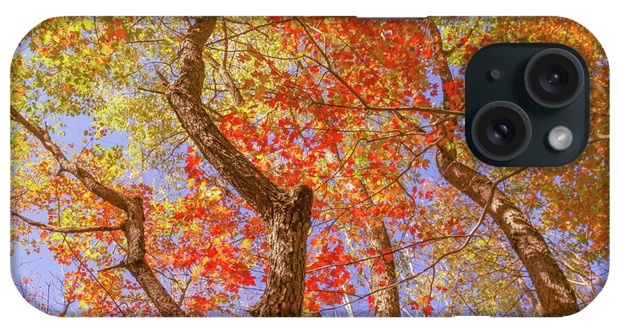 Fall iPhone Case featuring the photograph Dramatic Autumn Trees by Auden Johnson