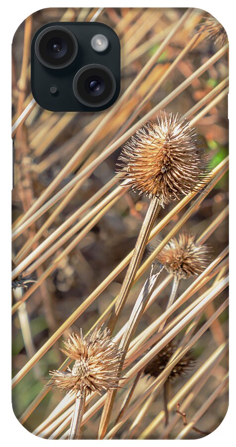 Wildflowers iPhone Case featuring the photograph Dried Grass and Prickly Plant by Cate Franklyn