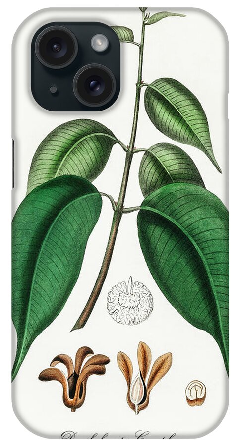  Dryobalanops Camphoral iPhone Case featuring the digital art Dryobalanops Camphoral - Borneo Camphor - Medical Botany - Vintage Botanical Illustration by Studio Grafiikka