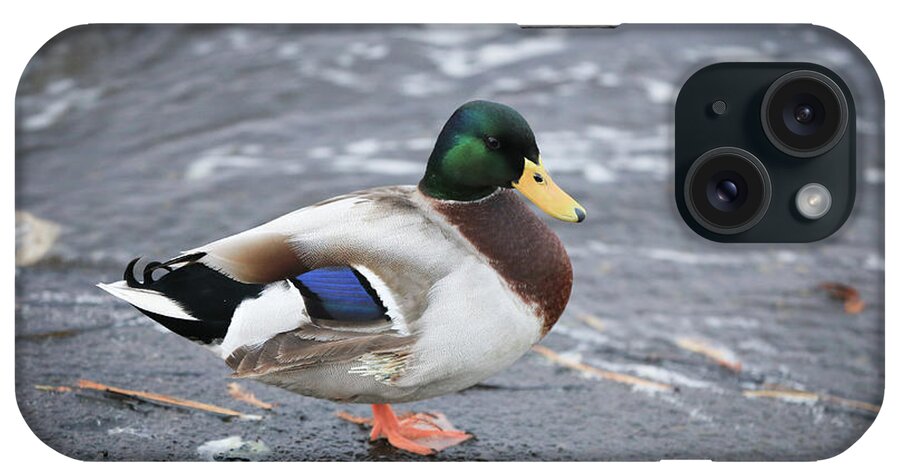 Duck iPhone Case featuring the photograph Duckly by Mina Isaac