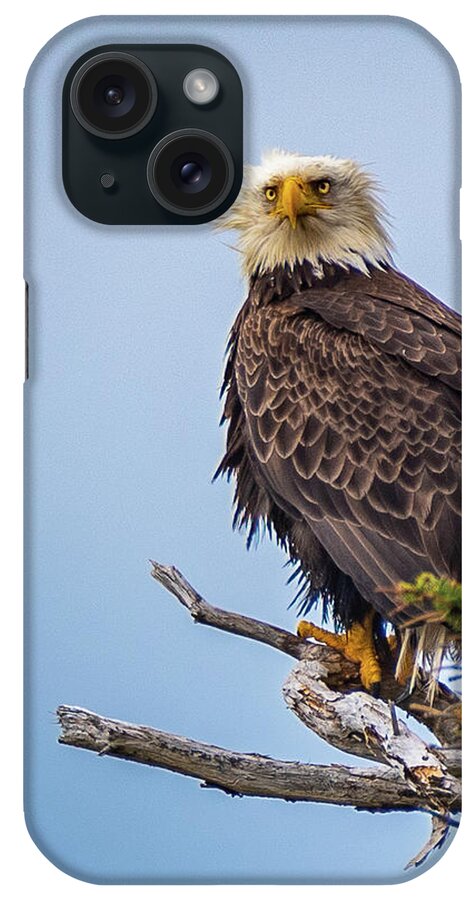 Eagle iPhone Case featuring the photograph Eagle on Guard by Erin K Images