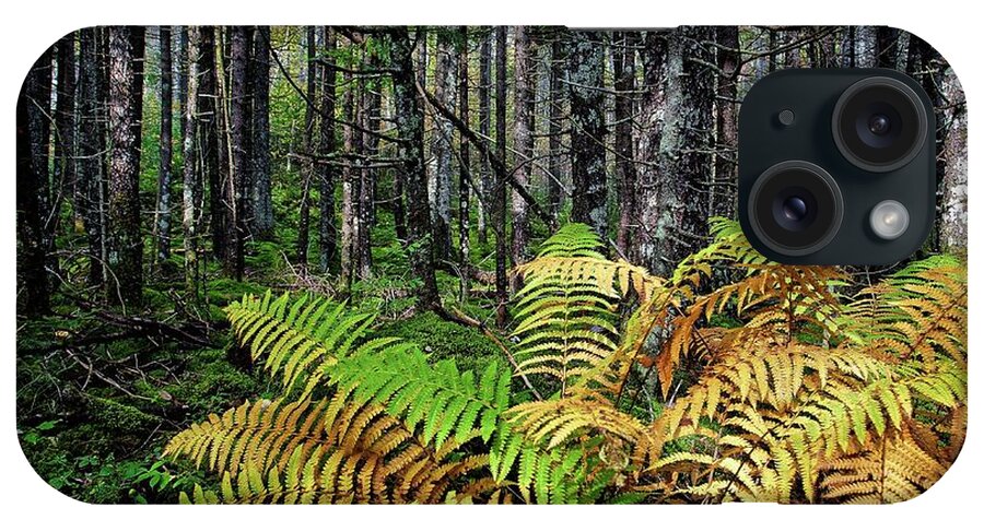 Nature iPhone Case featuring the photograph Early Fall Ferns on the Trail by Ronald Lutz