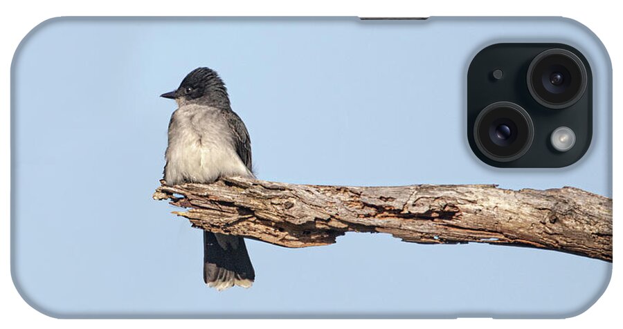 Eastern Kingbird iPhone Case featuring the photograph Eastern Kingbird on Lookout in the Croatan National Forest. by Bob Decker