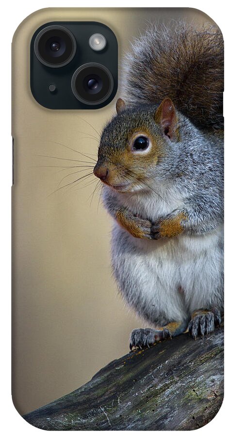 Squirrel iPhone Case featuring the photograph Eastern Gray Squirrel by Timothy McIntyre