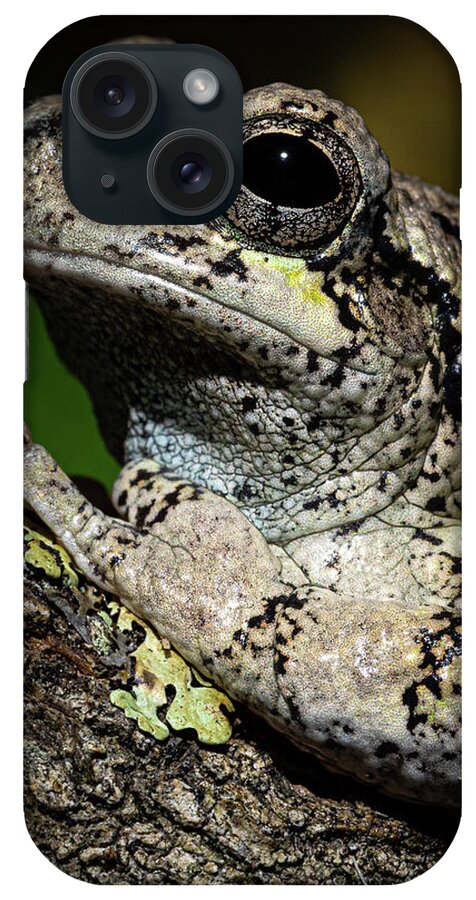 Eastern Gray Treefrog iPhone Case featuring the photograph Eastern Gray Treefrog by Colin Chase