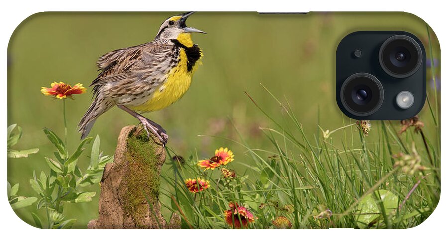 00563400 iPhone Case featuring the photograph Eastern Meadowlark Calling by Alan Murphy
