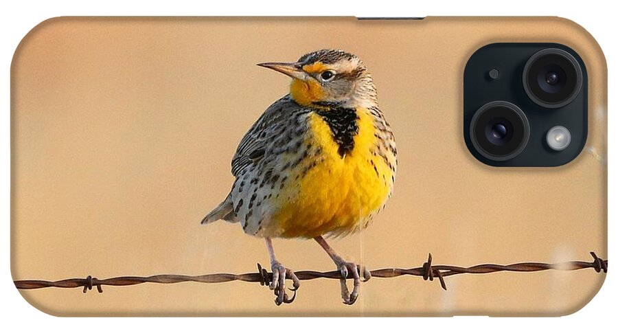 Eastern Meadowlark iPhone Case featuring the photograph Eastern Meadowlark by Les Classics
