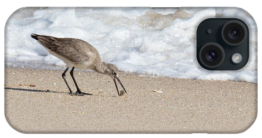 Eastern Willet iPhone Case featuring the photograph Eastern Willet Foraging by Dawn Currie
