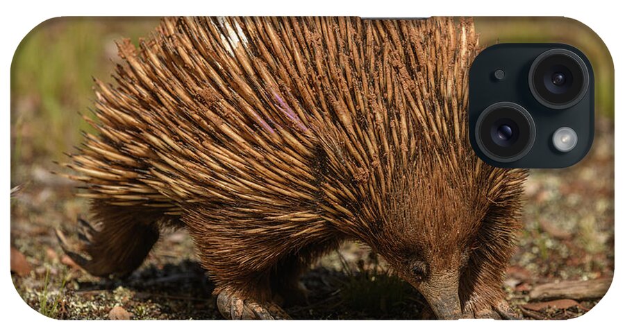Wildlife iPhone Case featuring the photograph Echidna MF07 by Werner Padarin