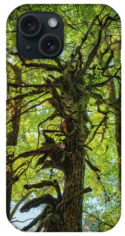 Tree iPhone Case featuring the photograph Eerie Tree With Twisted Branches by Artur Bogacki