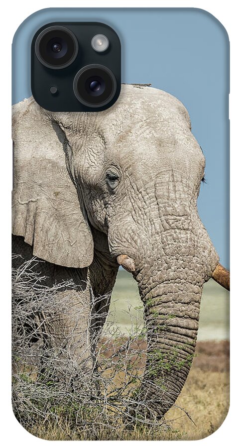 African Elephants iPhone Case featuring the photograph Elephant Walking with a Stick on Its Head, No. 2 by Belinda Greb