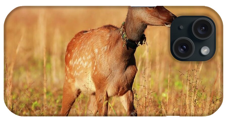 Elk Calf iPhone Case featuring the photograph Elk Calf All Aglow in Light by Carol Montoya