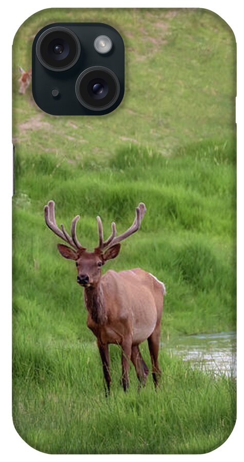 Elk iPhone Case featuring the photograph Elk on the Middle Loup - Nebraska Sandhills by Susan Rissi Tregoning