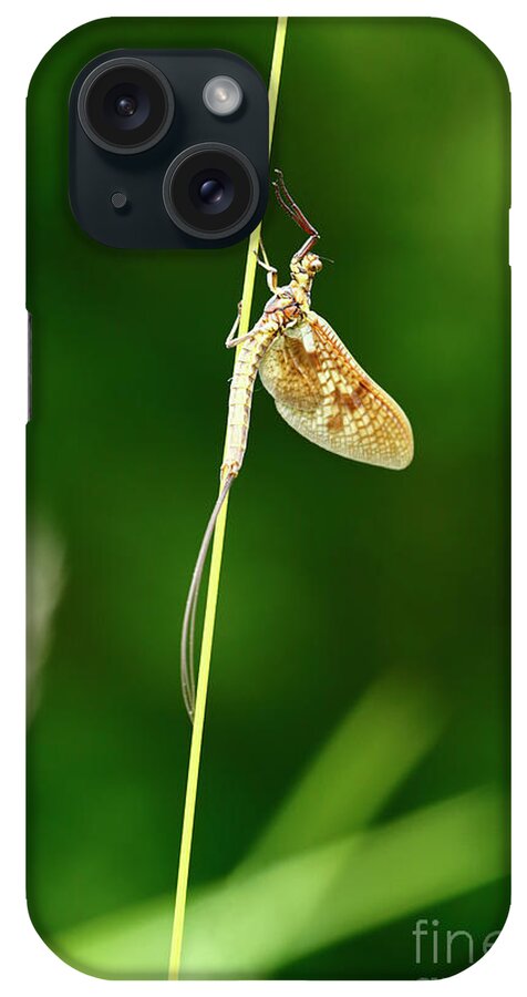 Mayfly iPhone Case featuring the photograph Emerging Mayfly subimago by James Brunker