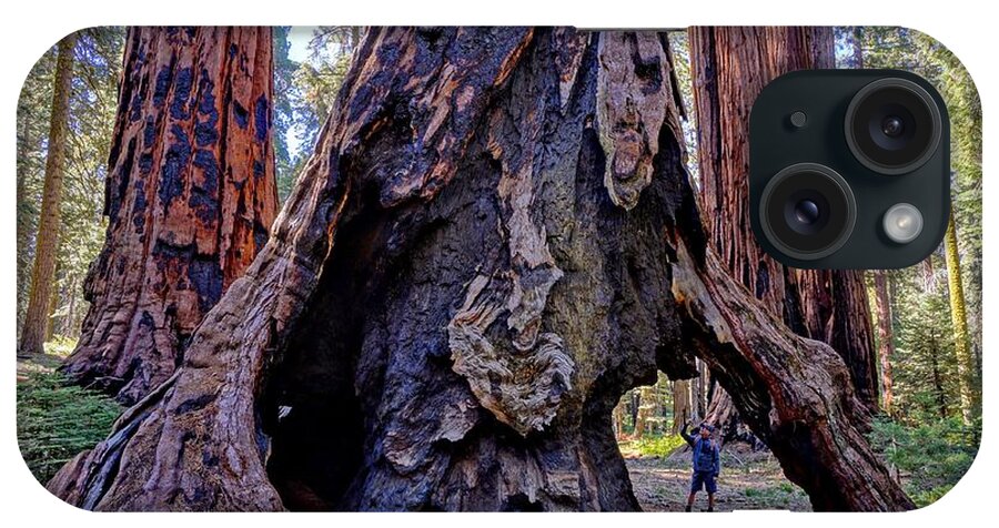 Giant Sequoia Tree iPhone Case featuring the photograph Encounter by Brett Harvey