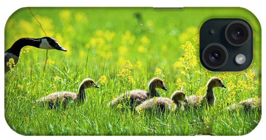 Geese iPhone Case featuring the photograph Enjoying the Early Morning Sun - Canadian Geese by Jan Mulherin