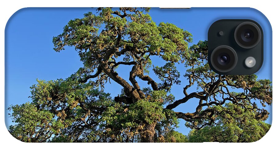Dave Welling iPhone Case featuring the photograph Escarpment Oak Quercus Fusiformis Hill Country Texas by Dave Welling